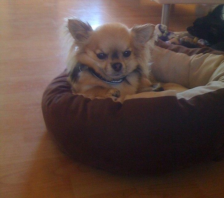 Chihuahua  Chico(Sukkerpels's Aido) - Chico bøffer den af i kurven (: billede 18