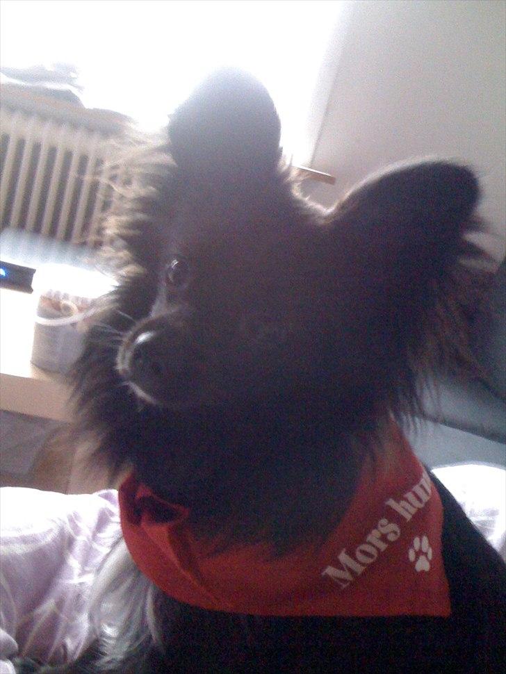 Papillon /Pomeranian -Tino <3 billede 17