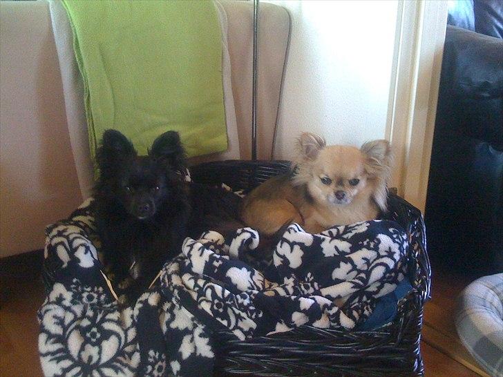 Papillon /Pomeranian -Tino <3 - mig og chicksen (: billede 18