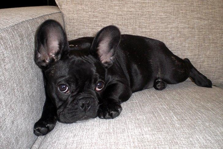 Fransk bulldog Bobulè's Zafir of Mollgan  billede 1