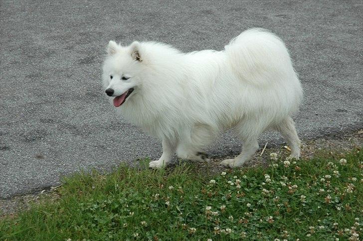 Japansk spids - Heavy Thunder Ami (Larvik) - Larvik 10½ mdr. billede 7