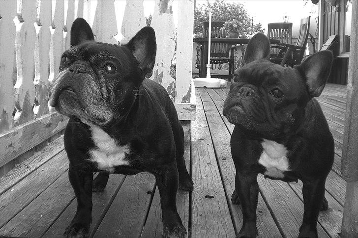 Fransk bulldog Öbarna's Lella Miss Lycke - Lycke sammen med sin flotte far.
Ta en titt på hans mange flotte resultater på utstillinger. her ;-) http://www.kennel-bobule.dinstudio.no/empty_10.html billede 2