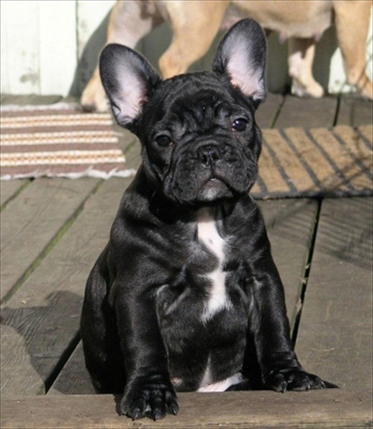 Fransk bulldog Öbarna's Lella Miss Lycke billede 1