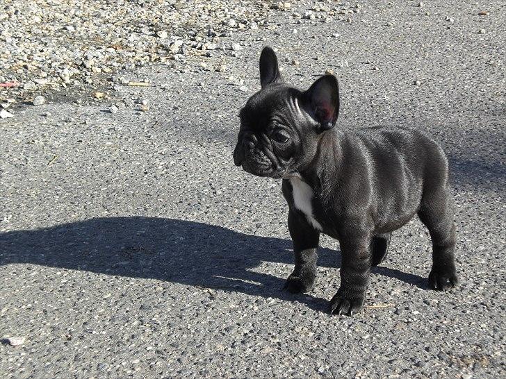 Fransk bulldog Öbarna's Lella Miss Lycke - Lycke sin første dag hjemme hos oss. billede 7