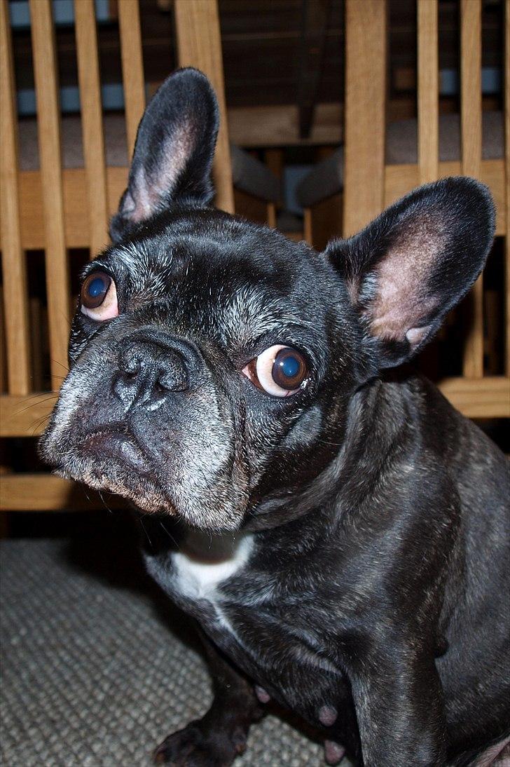 Fransk bulldog Bobulès Wanja billede 1