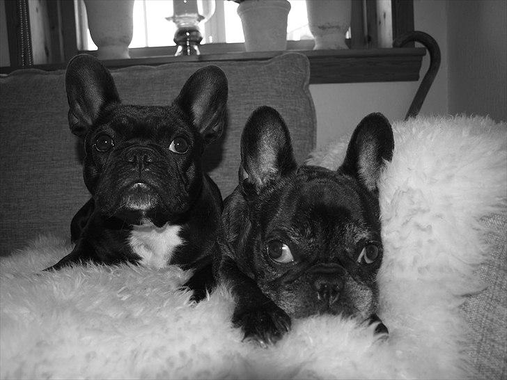 Fransk bulldog Bobulès Wanja billede 2