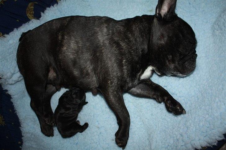 Fransk bulldog Bobulès Wanja - Wanja fikk en valp. Lille vakre Zafir som bor sammen med mamman sin :-) billede 4