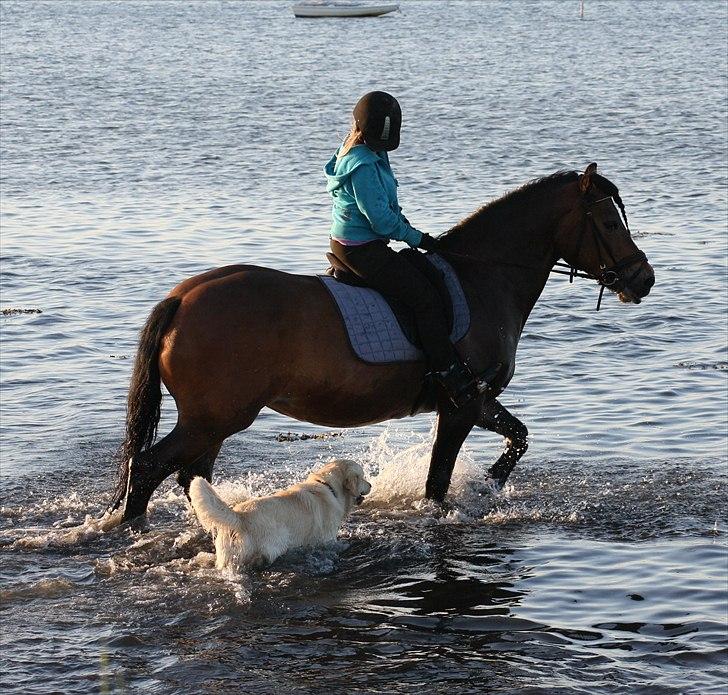 Golden retriever Golden Cosmo - Hvis man ikk kan finde nogen at lege med på sin egen størelse må man finde noget andet ;D heh Cosmo sammen med min hest Bella Bolina ;D Best Friends Forever billede 4