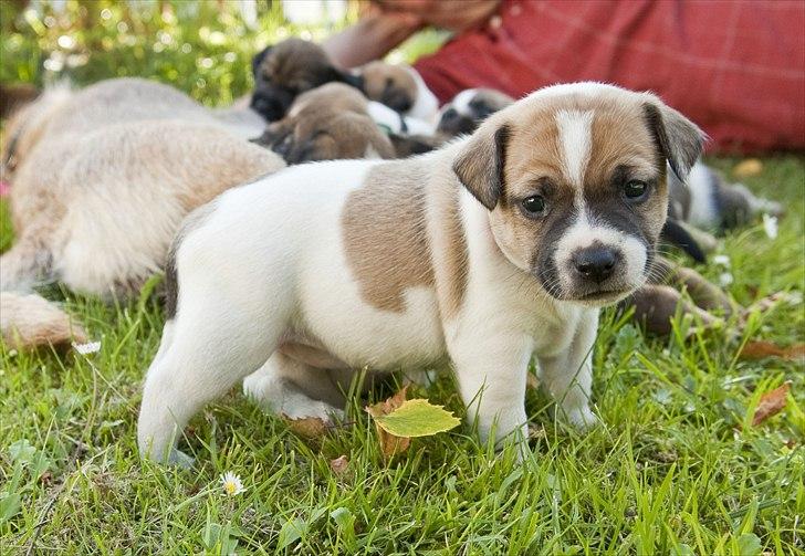 Blanding af racer Bianca - Bianca ude for første gang, 3 uger d. 27. juni 2011 billede 9