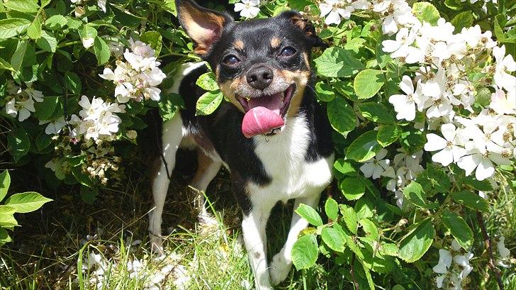 Blanding af racer Bamse *min stjerne* - Min mor siger jeg er smukkere end blomsterne:) billede 10