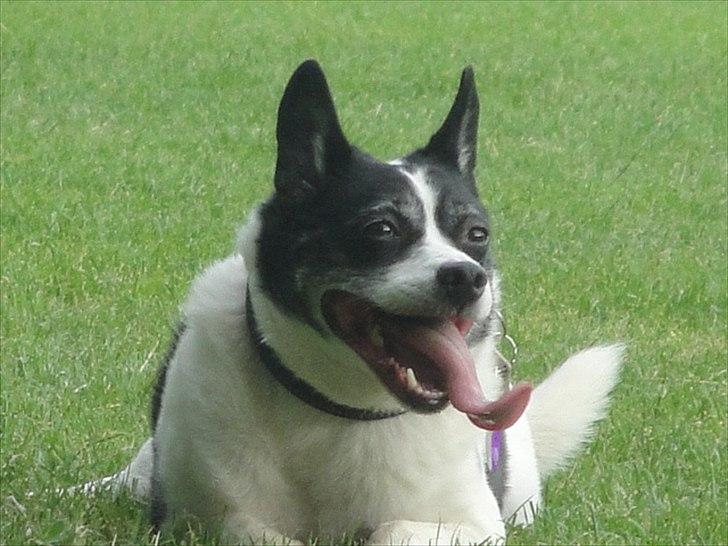 Blanding af racer Himmelhund Charlie  billede 19