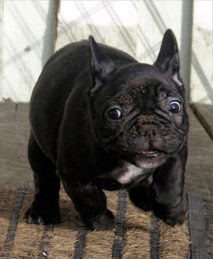 Fransk bulldog Öbarna's Lella Miss Lycke billede 3