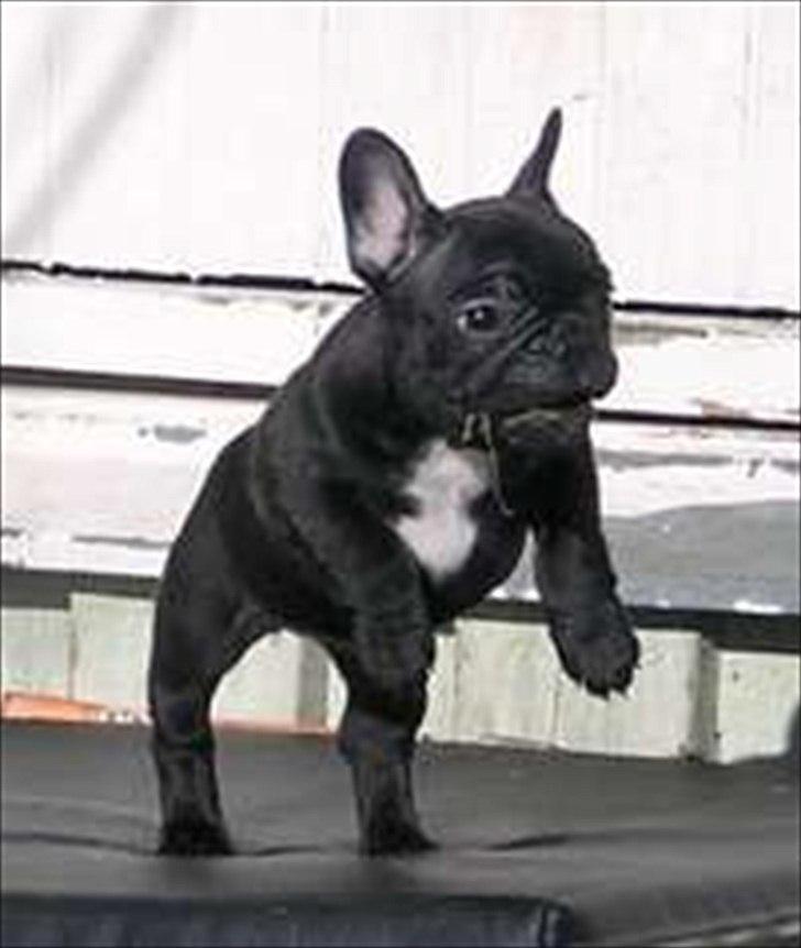 Fransk bulldog Öbarna's Lella Miss Lycke billede 4