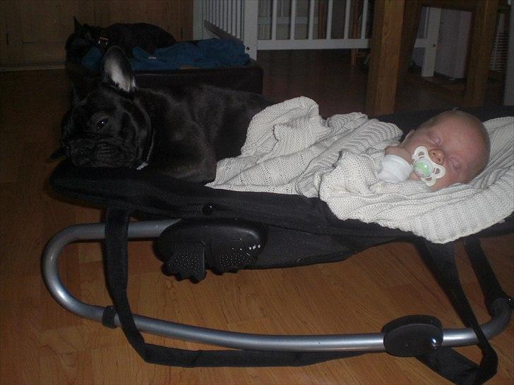 Fransk bulldog Öbarna's Lella Miss Lycke - Da vi fikk vår efternøler var Lycke alltid ved siden af ham. De delte seng, lekegrind og her i vippestolen :-) billede 5