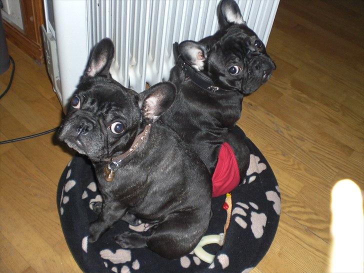 Fransk bulldog Öbarna's Lella Miss Lycke - Wanja og Lycke. billede 6