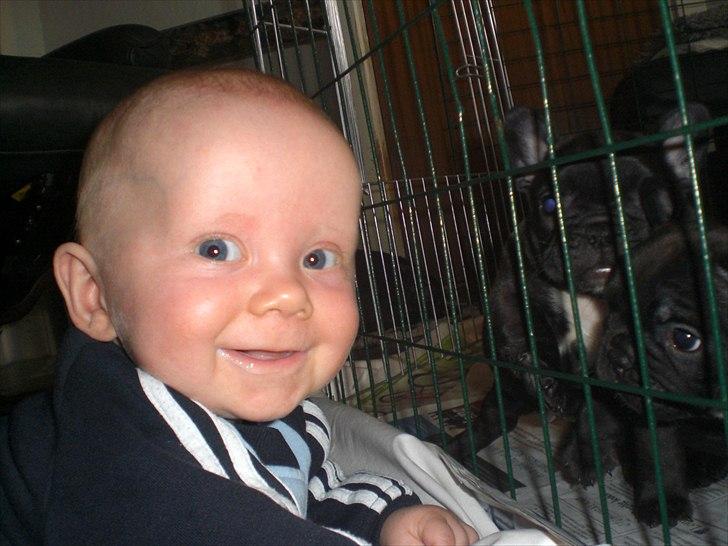 Fransk bulldog Öbarna's Lella Miss Lycke - Lyckes valper er søde :-) billede 8