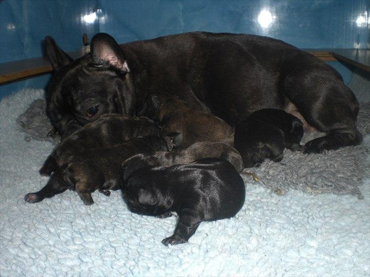 Fransk bulldog Öbarna's Lella Miss Lycke - Lycke fikk 6 valper i 2010. billede 9