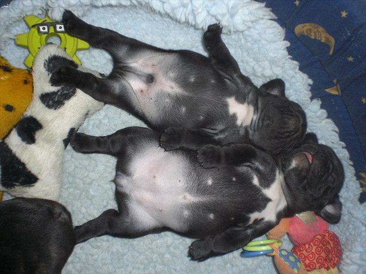 Fransk bulldog Öbarna's Lella Miss Lycke - " av Lyckes valper er nu gode og mette :-) billede 10