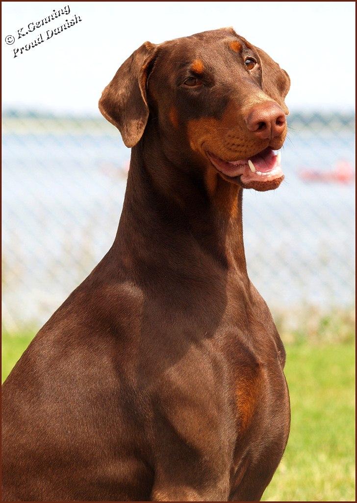 Dobermann Serbian Star V Masterhof billede 6