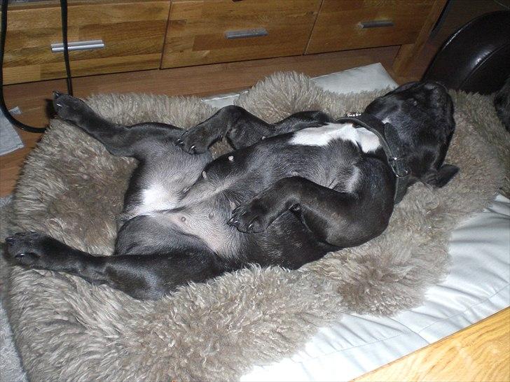 Fransk bulldog Öbarna's Lella Miss Lycke - Lycke i sin vellkende sove stilling :-) billede 11