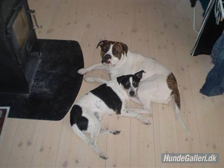 Dansk svensk gaardhund zjang tak for alt <3;( billede 1