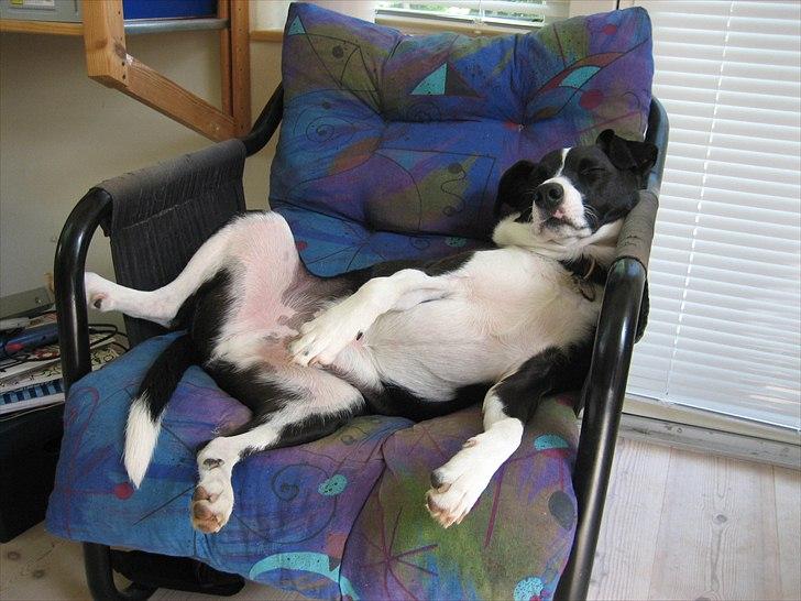 Blanding af racer Anton - Sådan ser Anton ud efter en gåtur på 2 timer.  billede 6