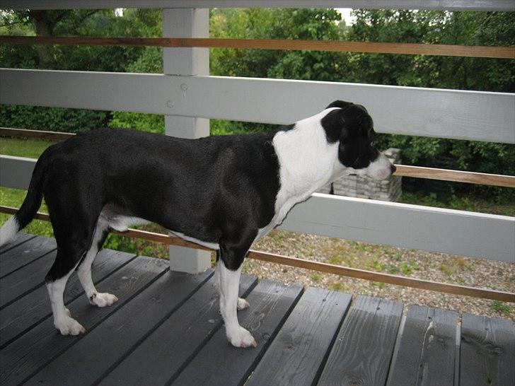 Blanding af racer Anton - Holder øje med hvad naboens hunde laver.  billede 7