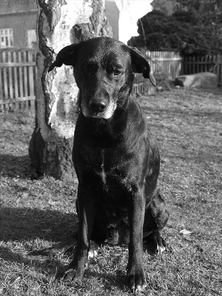 Blanding af racer Nala billede 14