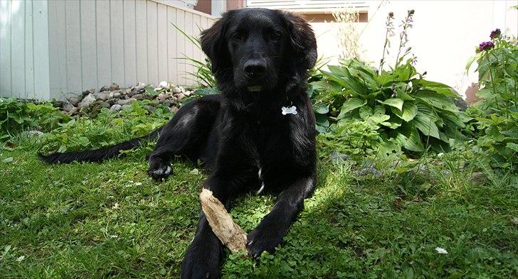 Blanding af racer Debbie billede 12