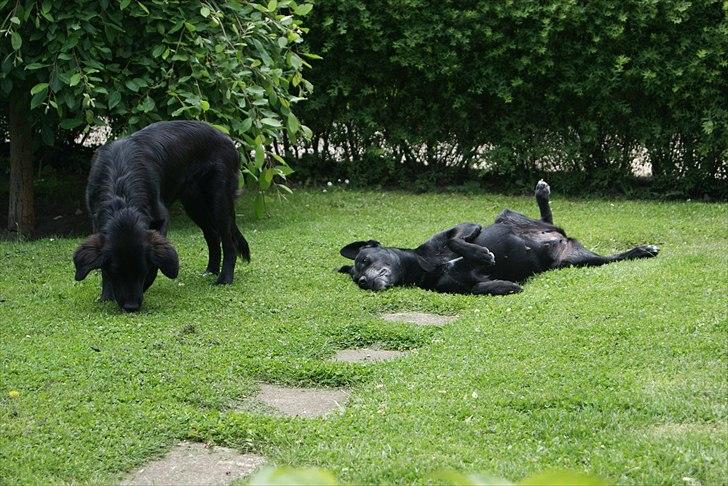 Blanding af racer Nala billede 15