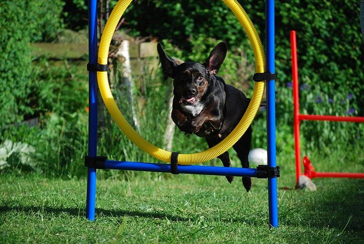 Blanding af racer Bella billede 18