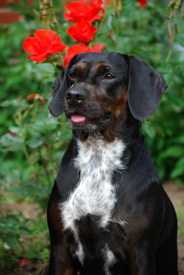 Blanding af racer Bella billede 1