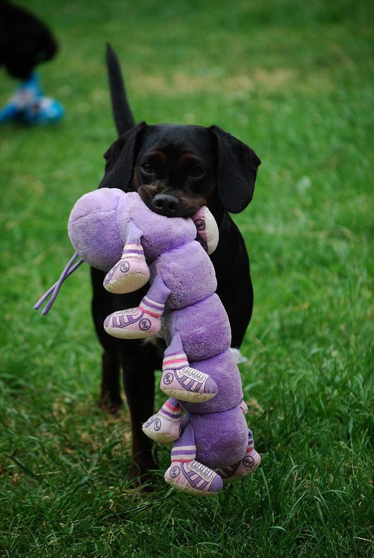 Blanding af racer Bella billede 19