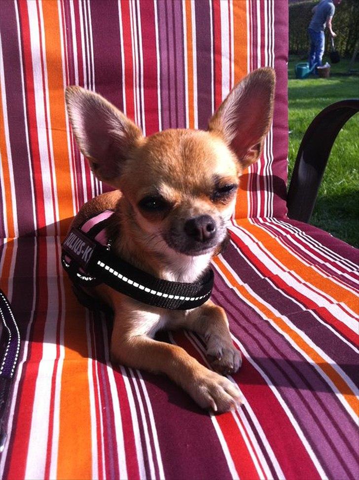 Chihuahua Bella billede 1
