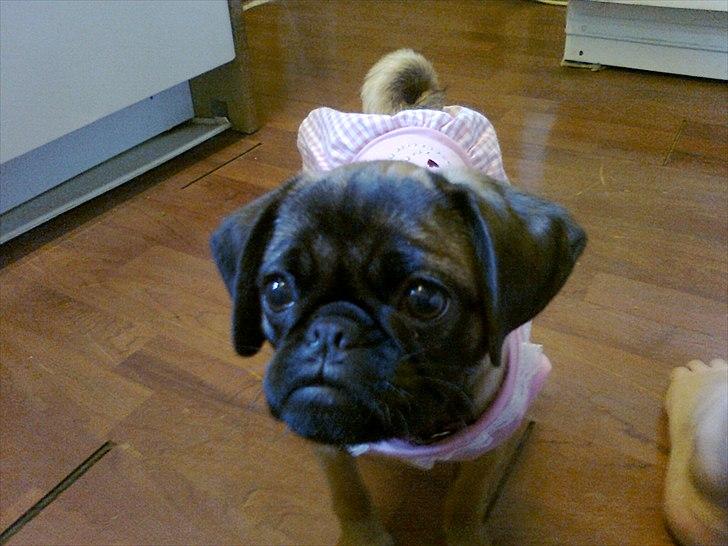 Blanding af racer Zita - Zita med sin nye kjole på (: billede 2