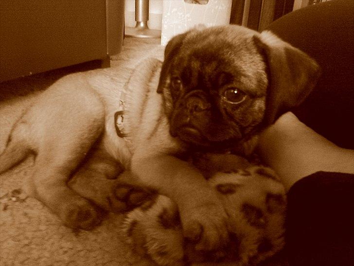 Blanding af racer Zita - Jubii nyt legetøj billede 3