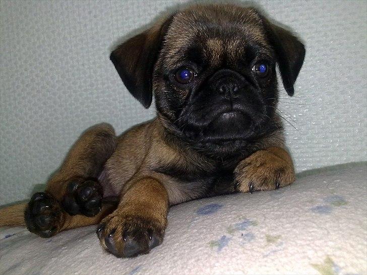 Blanding af racer Zita - Jeg elsker at ligge i mors seng (: billede 4