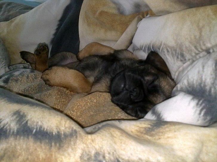 Blanding af racer Zita - Første nat i det nye hjem (: billede 5