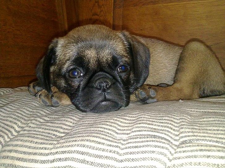 Blanding af racer Zita - En lille lur billede 6