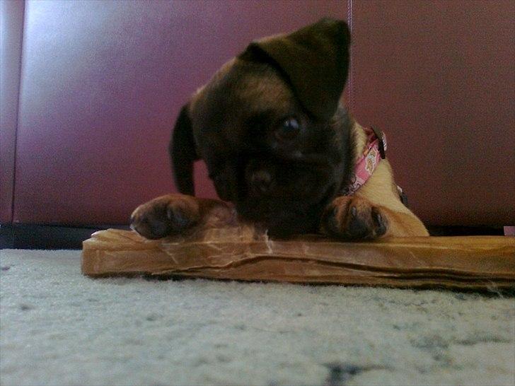 Blanding af racer Zita - Et stort ben, til en lille hund (: billede 7