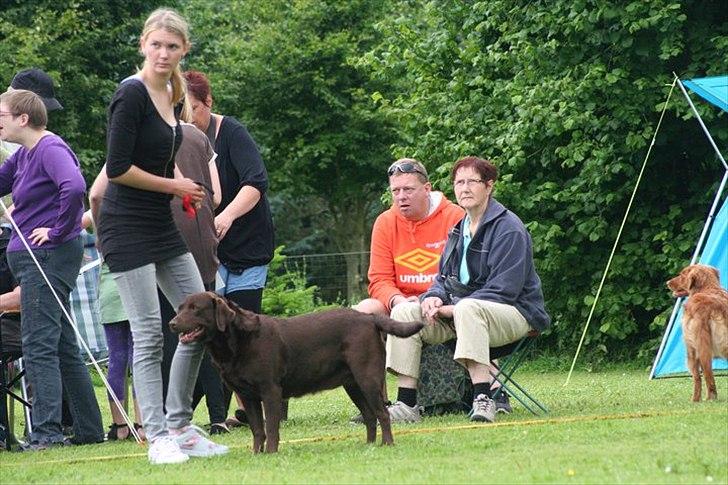Labrador retriever Choco R.i.p - Til hundeudstilling i Sabro :)
Dygtigt Hund.  billede 9