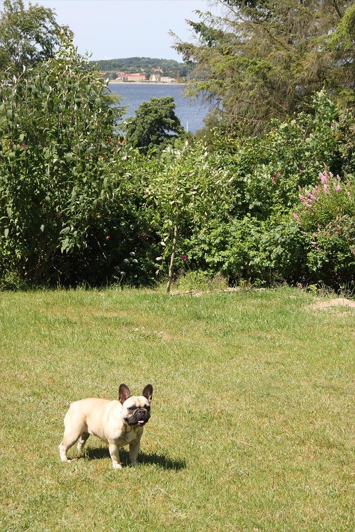 Fransk bulldog Nellie billede 14