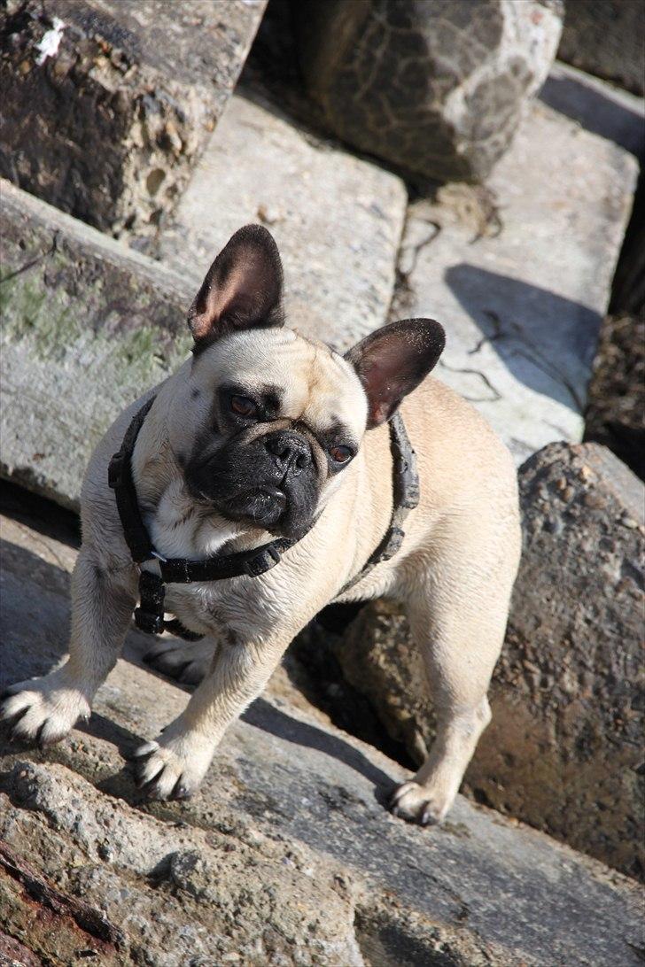 Fransk bulldog Nellie billede 15