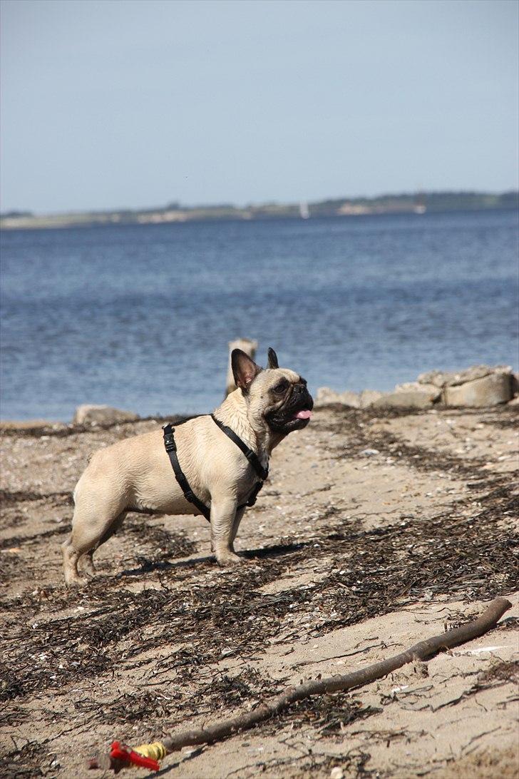 Fransk bulldog Nellie billede 16