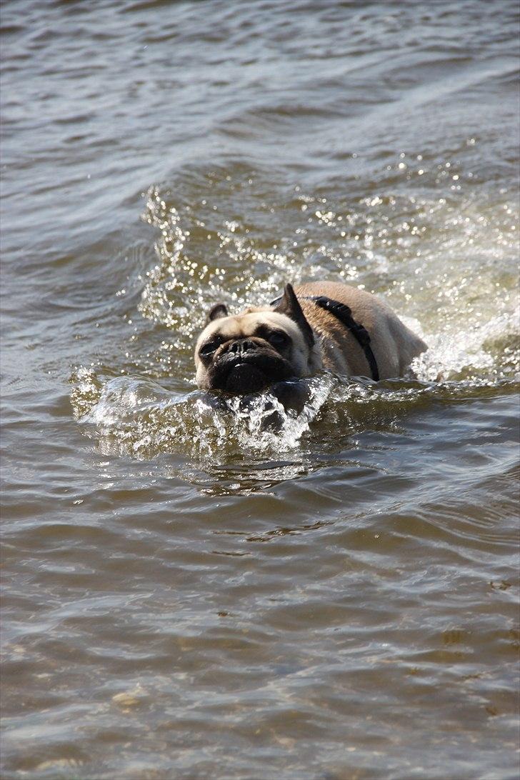 Fransk bulldog Nellie billede 17