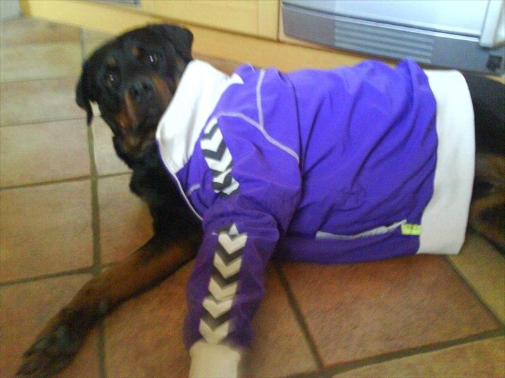 Rottweiler minnie - hva' så kan i li' min nye jakke ;D billede 8