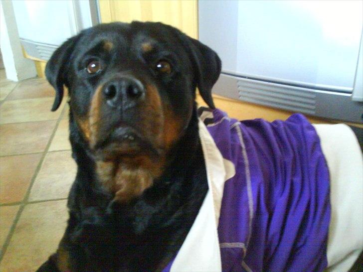 Rottweiler minnie - er min jakke ik sej :) billede 9