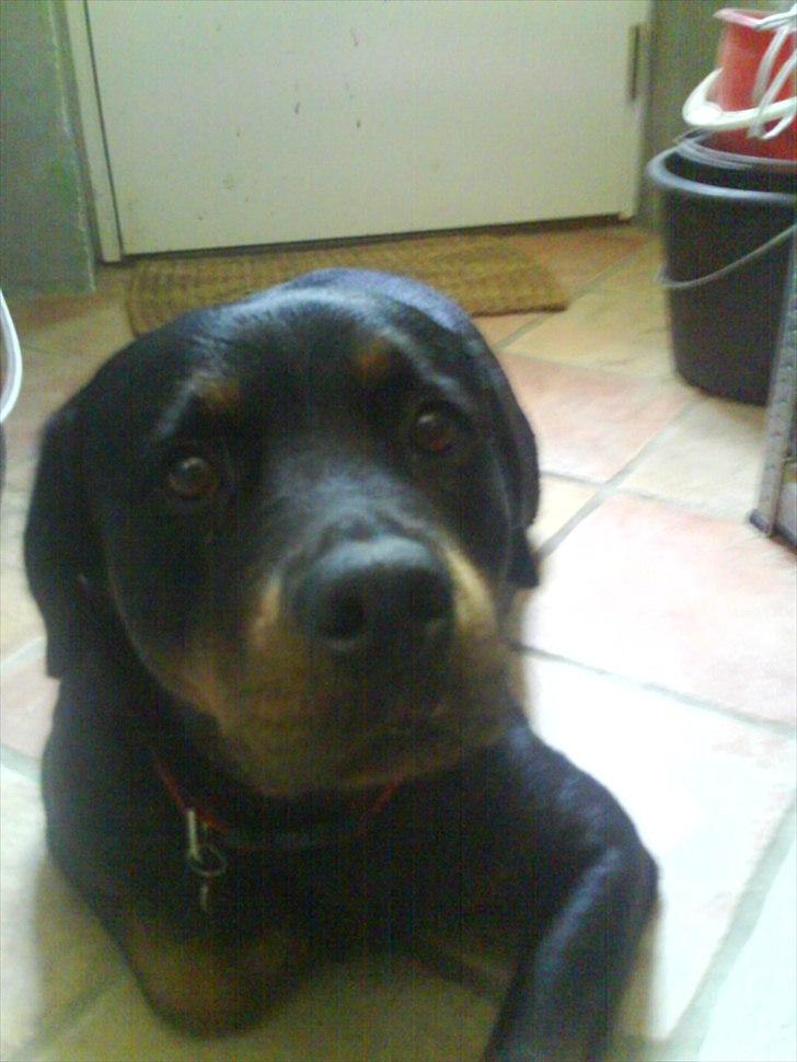 Rottweiler minnie - aaarh det er dejligt at blive nusset :) billede 11