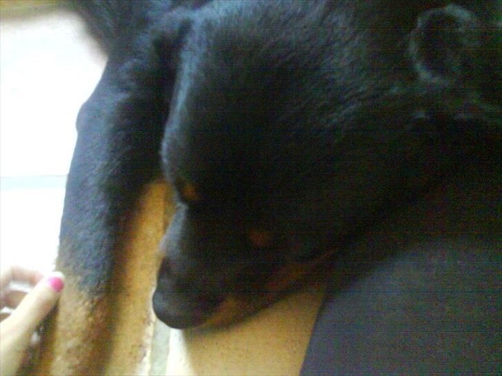 Rottweiler minnie - Zzzz...  billede 12