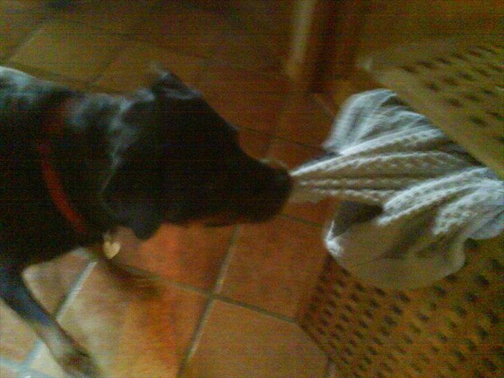 Rottweiler minnie - kom nu - ud.. ;D billede 13